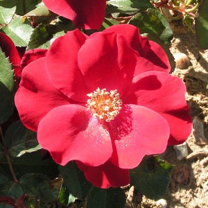 DUSKY MAIDEN (hybrid tea)